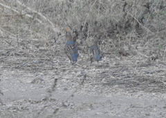 Callipepla douglasii
