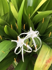 Hymenocallis