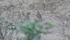 Callipepla douglasii