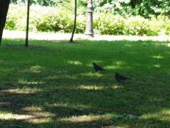 Columba livia domestica