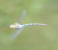 Anax walsinghami