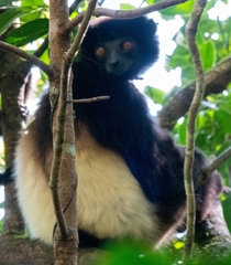 Milne-Edwards's Sifaka photo 2