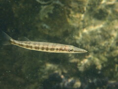 Great barracuda