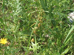 Drooping Star-of-Bethlehem (Ornithogalum nutans)