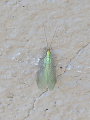 Chrysopa coloradensis