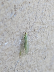 Chrysopa coloradensis