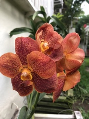 Vanda