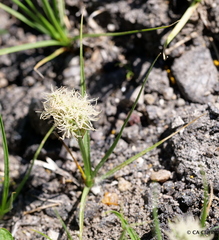 Carex douglasii