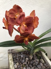 Vanda