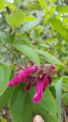 Salvia tortuosa