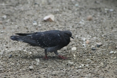 Columba livia