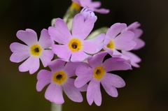 Primula laurentiana