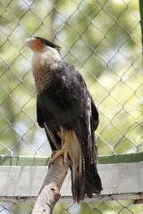 Caracara plancus
