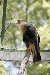 Caracara plancus