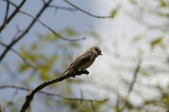 Pyrocephalus rubinus