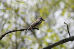 Pyrocephalus rubinus