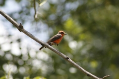 Pyrocephalus rubinus