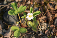 Fragaria virginiana glauca