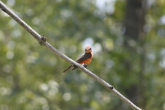 Pyrocephalus rubinus