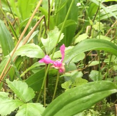 Rubus arcticus acaulis
