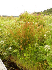Juncus effusus effusus
