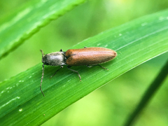 Hemicrepidius pallidipennis