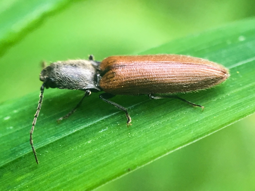 Hemicrepidius pallidipennis