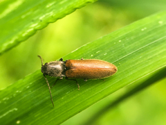 Hemicrepidius pallidipennis