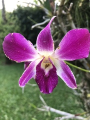 Orchidaceae