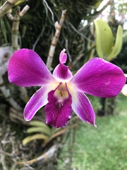 Orchidaceae