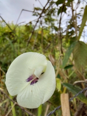 Clitoria falcata, photograph (c) Francis Pérez, some rights reserved (CC BY)