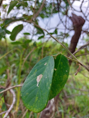 Clitoria falcata, photograph 4