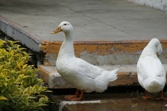 Anas platyrhynchos domesticus