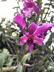 Orchidaceae