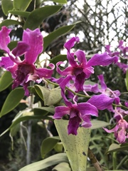 Orchidaceae