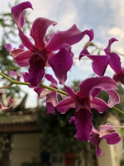 Orchidaceae