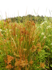 Juncus effusus effusus