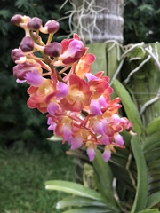 Orchidaceae