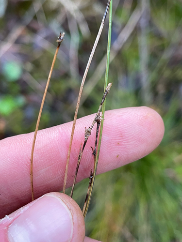 Image of Carex bromoides by (c) Sam Turner, some rights reserved (CC BY)