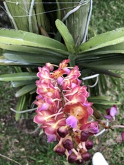 Orchidaceae