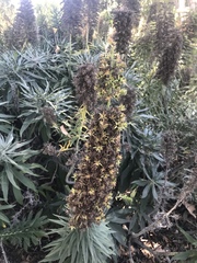 Echium pininana