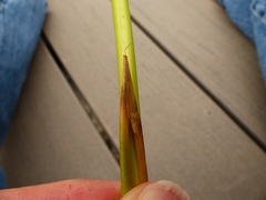 Juncus effusus effusus