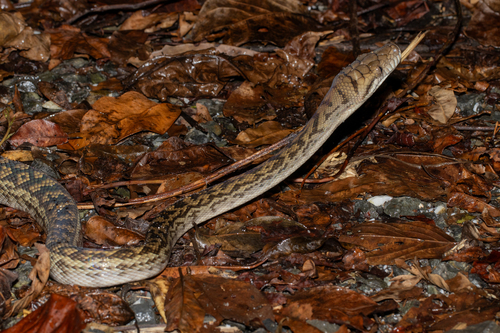 Australian Scrub Python sighting