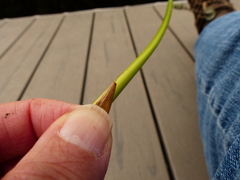 Juncus effusus effusus