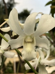 Orchidaceae