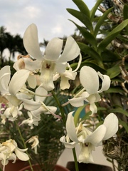 Orchidaceae