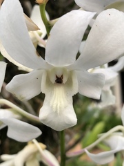 Orchidaceae