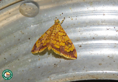 Portentomorpha xanthialis