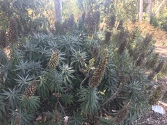 Echium pininana