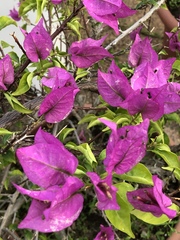 Bougainvillea
